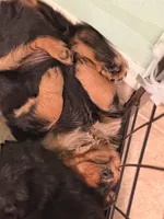 Tootsie roll, a female Rottweiler for sale in Greenwood, IN – 2 of 4