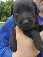 Char, a female Doberman Pinscher and Goldendoodle for sale in Weatherford, TX – 4 of 8