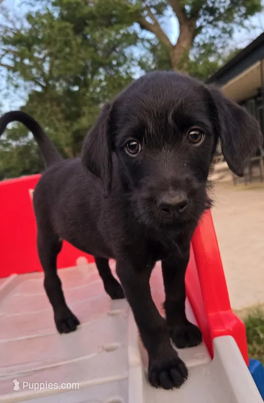 Char – Doberman Pinscher, Goldendoodle puppy for sale in Weatherford, TX
