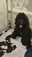 Char, a female Doberman Pinscher and Goldendoodle for sale in Weatherford, TX – 5 of 8