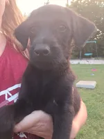 Char, a female Doberman Pinscher and Goldendoodle for sale in Weatherford, TX – 3 of 8
