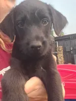 Char, a female Doberman Pinscher and Goldendoodle for sale in Weatherford, TX – 2 of 8