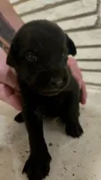 Char, a female Doberman Pinscher and Goldendoodle for sale in Weatherford, TX – 6 of 8