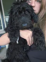 Char, a female Doberman Pinscher and Goldendoodle for sale in Weatherford, TX – 8 of 8