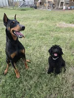 Char, a female Doberman Pinscher and Goldendoodle for sale in Weatherford, TX – 7 of 8