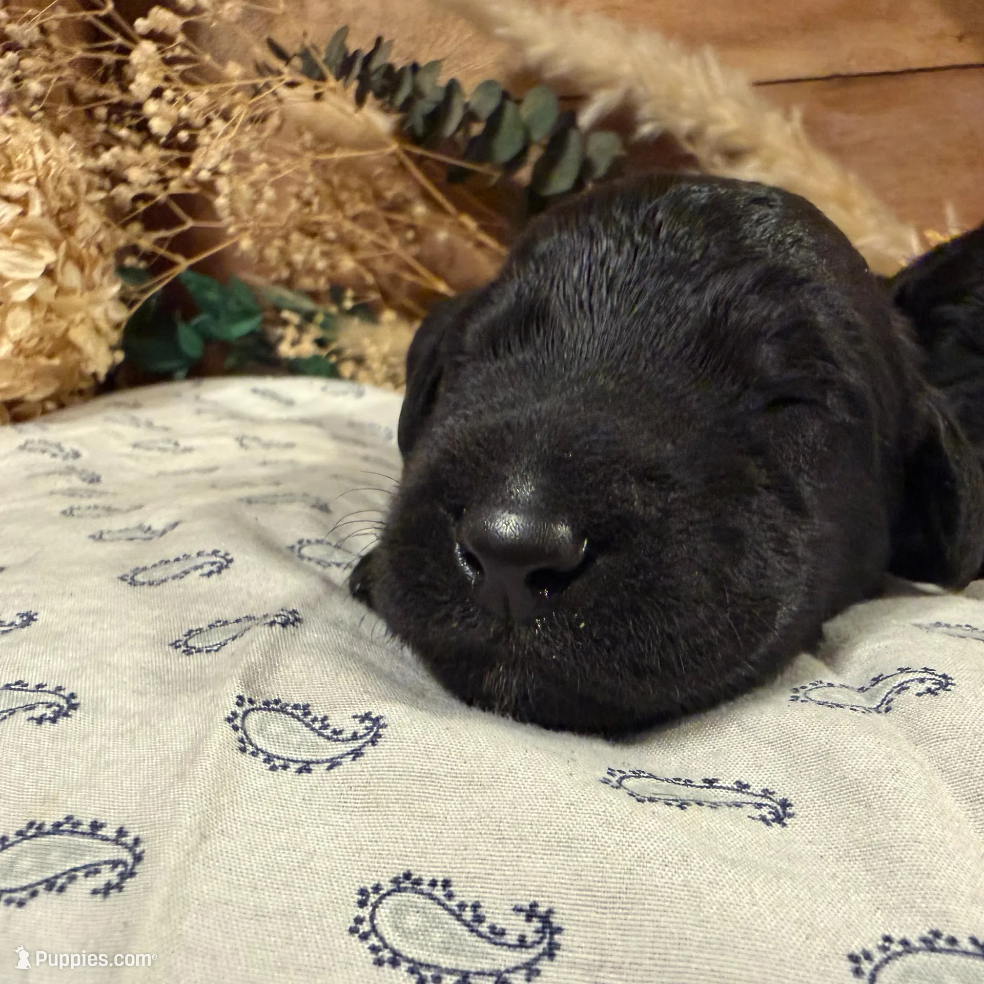 CKC Black Male 1 – Labradoodle puppy for sale in Savannah, GA