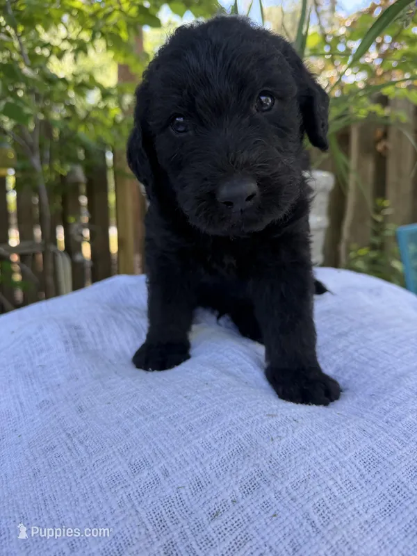 CKC Black Male 1 – Labradoodle puppy for sale in Savannah, GA