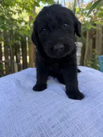 CKC Black Male 1, a male Labradoodle for sale in Savannah, GA – Photo 3 of 9