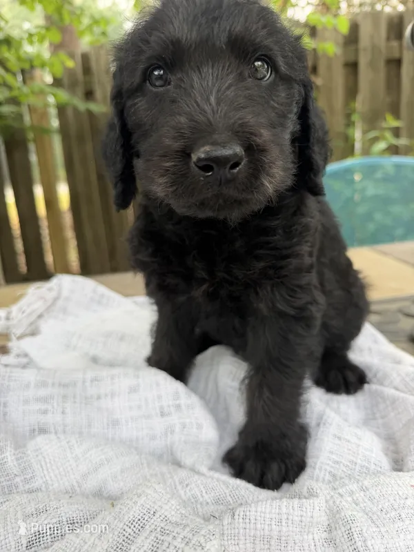 CKC Black Male 1 – Labradoodle puppy for sale in Savannah, GA