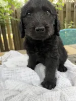 CKC Black Male 1, a male Labradoodle for sale in Savannah, GA – Photo 1 of 9