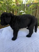 CKC Black Male 1, a male Labradoodle for sale in Savannah, GA – Photo 4 of 9