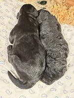 CKC Black Male 1, a male Labradoodle for sale in Savannah, GA – Photo 2 of 3