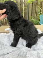 CKC Black Male 1, a male Labradoodle for sale in Savannah, GA – Photo 2 of 9