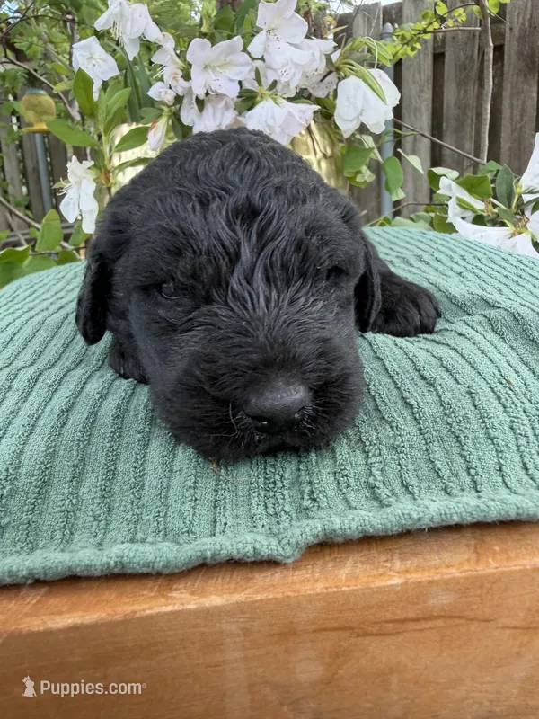 CKC Black Male 1 – Labradoodle puppy for sale in Savannah, GA