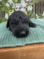 CKC Black Male 1, a male Labradoodle for sale in Savannah, GA – Photo 1 of 5