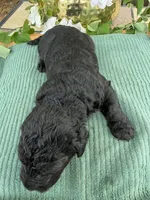 CKC Black Male 1, a male Labradoodle for sale in Savannah, GA – Photo 2 of 5