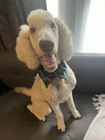 AKC/CKC Male Standard Poodle, a male Poodle - Standard  for sale in Savannah, GA – 4 of 9