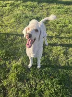 AKC/CKC Male Standard Poodle, a male Poodle - Standard  for sale in Savannah, GA – 6 of 9