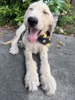 CKC Cream Male , a male Labradoodle for sale in Savannah, GA – 3 of 9