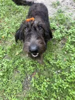 Reese-CKC Labradoodle, a female Labradoodle for sale in Savannah, GA – 2 of 10
