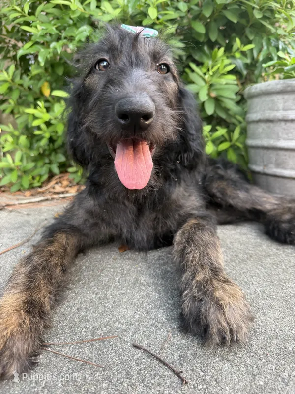 CKC Brown/Black Female1 – Labradoodle puppy for sale in Savannah, GA