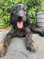 Reese-CKC Labradoodle, a female Labradoodle for sale in Savannah, GA – 2 of 8