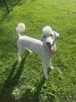 AKC/CKC Male Standard Poodle, a male Poodle - Standard  for sale in Savannah, GA – 5 of 9
