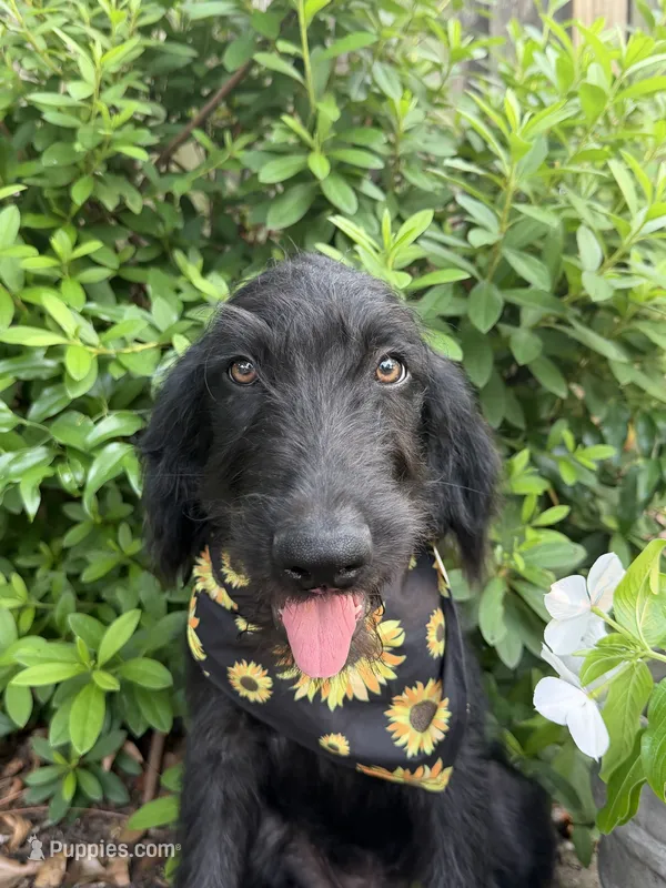 CKC Black Male – Labradoodle puppy for sale in Savannah, GA