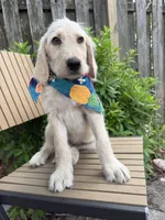 CKC Cream Male , a male Labradoodle for sale in Savannah, GA – 4 of 9
