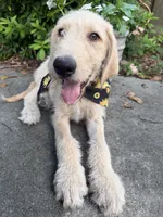 CKC Cream Male , a male Labradoodle for sale in Savannah, GA – 2 of 9