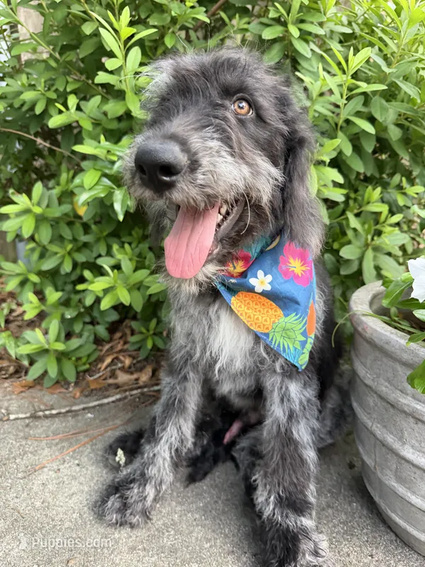 CKC Merle Male – Labradoodle puppy for sale in Savannah, GA