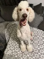AKC/CKC Male Standard Poodle, a male Poodle - Standard  for sale in Savannah, GA – 3 of 9