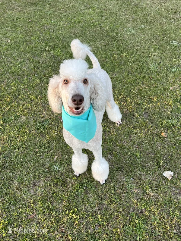 AKC/CKC Male Standard Poodle – Poodle - Standard  puppy for sale in Savannah, GA