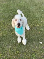 AKC/CKC Male Standard Poodle, a male Poodle - Standard  for sale in Savannah, GA – 1 of 9