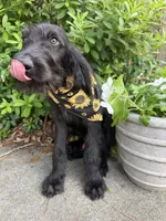 CKC Black Male, a male Labradoodle for sale in Savannah, GA – 3 of 8