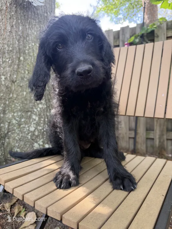 CKC Black Male 2 – Labradoodle puppy for sale in Savannah, GA