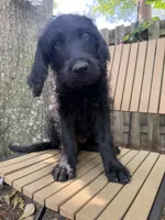 CKC Black Male 2, a male Labradoodle for sale in Savannah, GA – 1 of 10
