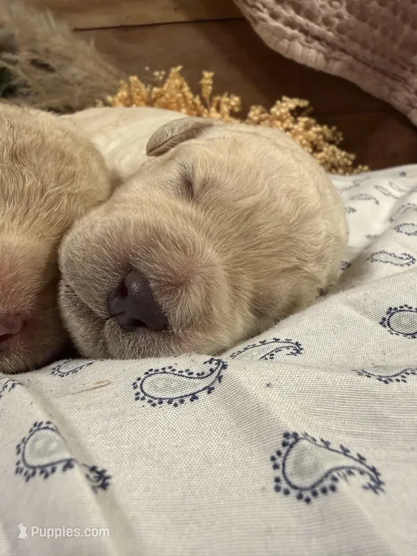 CKC Cream Male 3 – Labradoodle puppy for sale in Savannah, GA