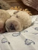 CKC Cream Male 3, a male Labradoodle for sale in Savannah, GA – Photo 1 of 3