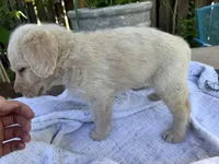 CKC Cream Male 3, a male Labradoodle for sale in Savannah, GA – Photo 4 of 8