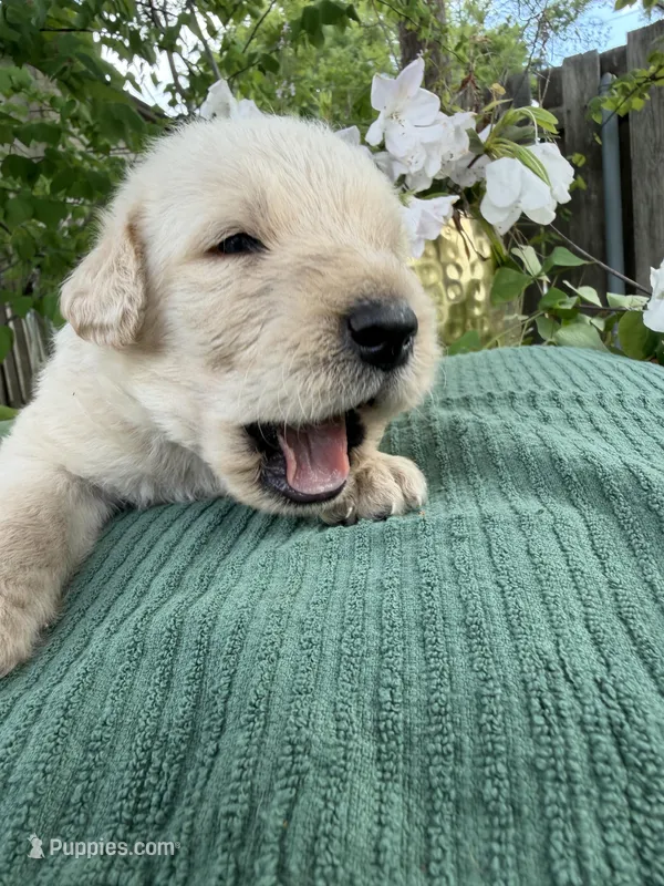 CKC Cream Male 3 – Labradoodle puppy for sale in Savannah, GA