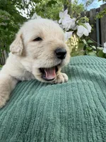 CKC Cream Male 3, a male Labradoodle for sale in Savannah, GA – Photo 5 of 8