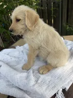 CKC Cream Male 3, a male Labradoodle for sale in Savannah, GA – Photo 2 of 8