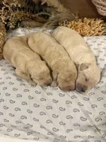 CKC Cream Male 3, a male Labradoodle for sale in Savannah, GA – Photo 3 of 3