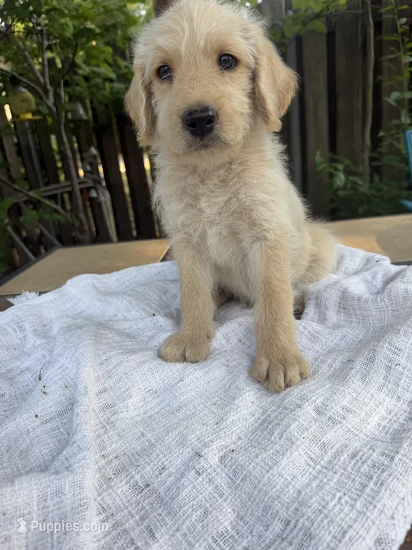 CKC Cream Male 3 – Labradoodle puppy for sale in Savannah, GA