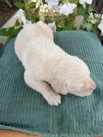 CKC Cream Male 3, a male Labradoodle for sale in Savannah, GA – Photo 6 of 8