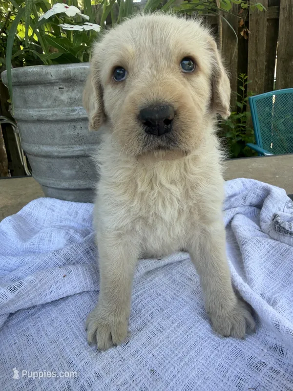 CKC Cream Male 3 – Labradoodle puppy for sale in Savannah, GA