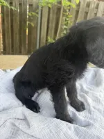 CKC Black Female, a female Labradoodle for sale in Savannah, GA – Photo 2 of 9
