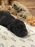 CKC Black Female, a female Labradoodle for sale in Savannah, GA – Photo 3 of 3