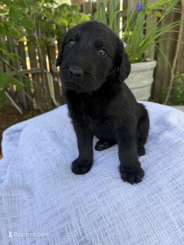 CKC Black Female – Labradoodle puppy for sale in Savannah, GA